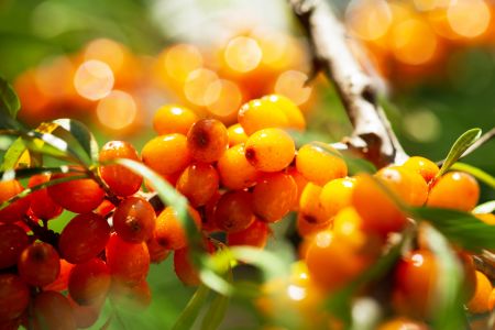 Sea buckthorn moisturizes the skin, helps calm irritation, and reduces redness.
